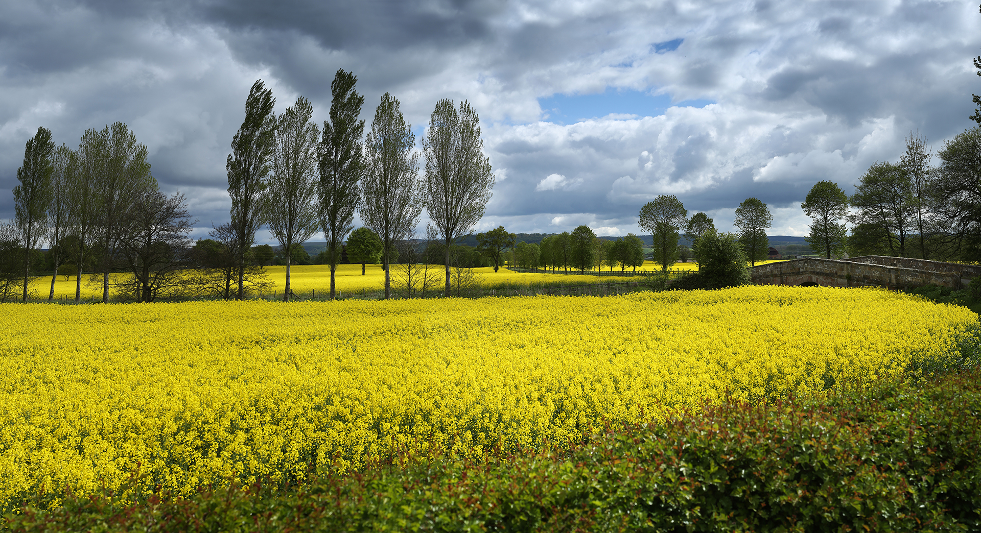 Oilseed fields in Thirsk