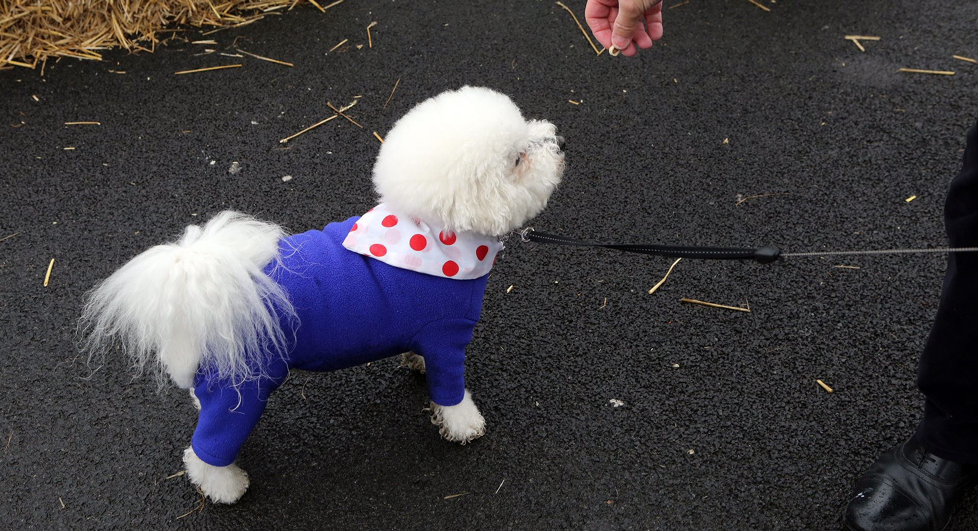 Dog in pyjamas being fed a lovely treat