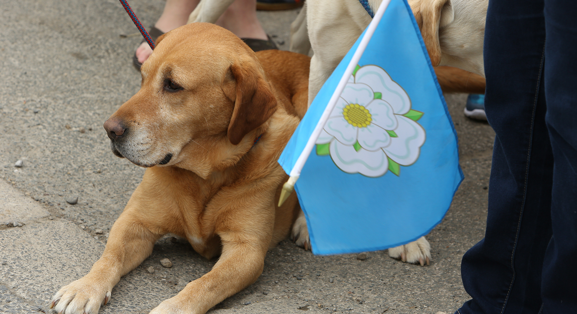 Dog with yorkshire flag