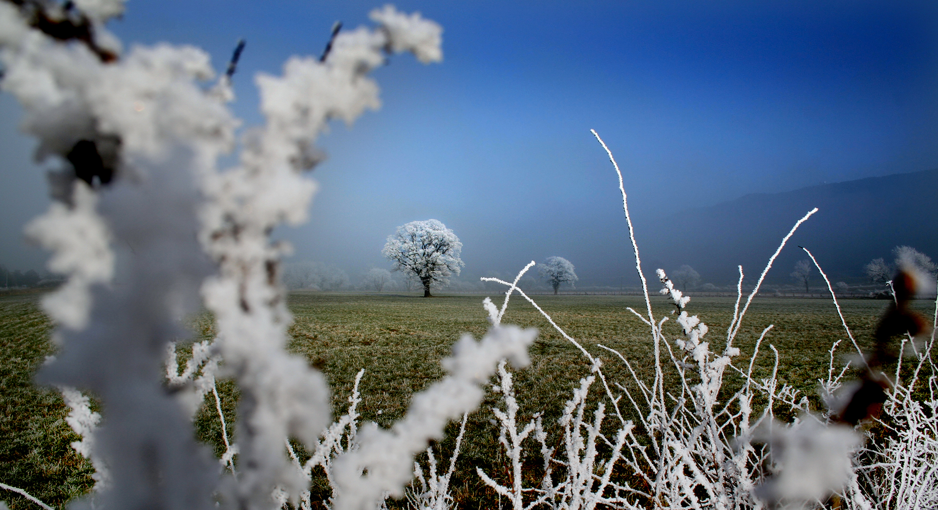 Frosty trees near Mount Grace Priory