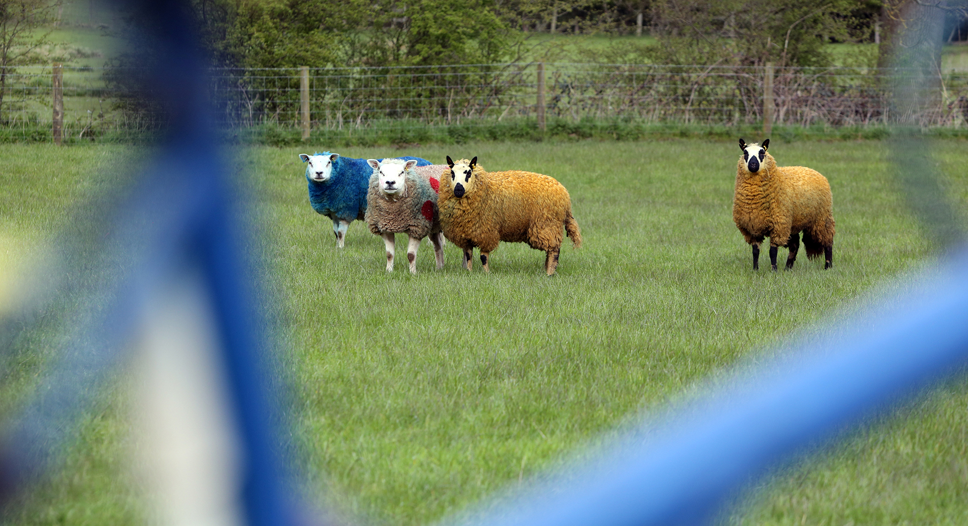 yellow and blue sheep